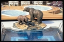 MyCruise Holland-America-Line Zaandam Offentlige-arealer Pool-spa2